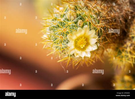 Flowering Urchin Cactus In A Pot Stock Photo Alamy