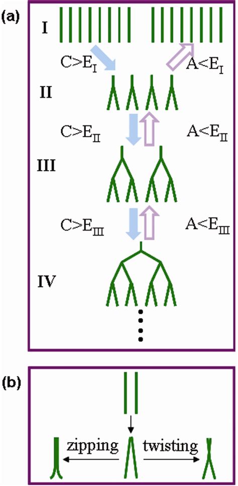 Figure 6 Schematic Diagrams Depicting The Mechanisms Of The Assembly