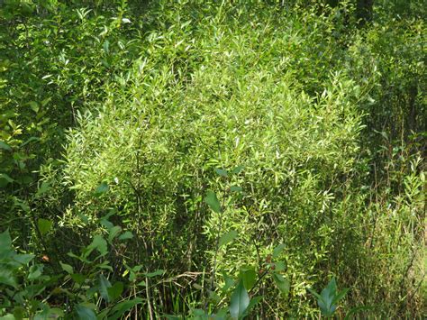 Salix petiolaris – Meadow Willow | Trees Canadensis