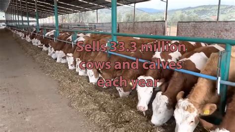 How American Ranchers Sell 333 Million Cattle And Calves Each Year