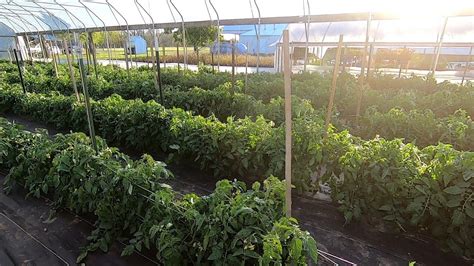 Staking Tomatoes In High Tunnels Youtube