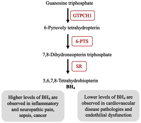 Ijms Free Full Text In Silico Investigation Of The Human Gtp