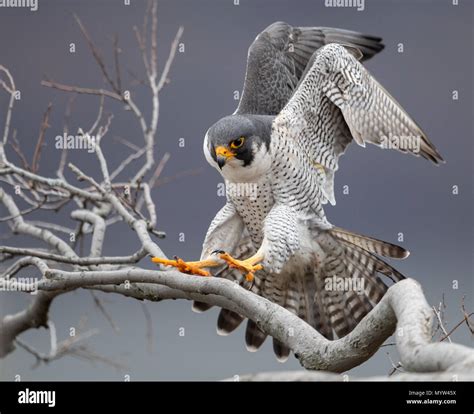 Peregrine Falcon Portrait Stock Photo Alamy