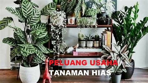 Bisnis Tanaman Hias Peluang Usaha Menguntungkan Dan Penuh Warna