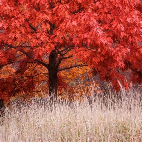 Buy Red Oak Trees Online - Quercus rubra | Garden Goods Direct