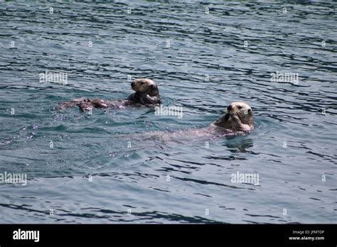 Female Sea Otters Hi Res Stock Photography And Images Alamy