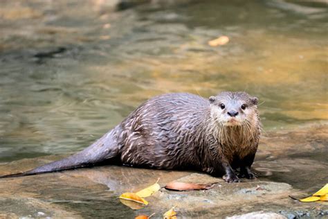 54 Curiosidades de la Nutria Un mamífero marino adorable Hoy