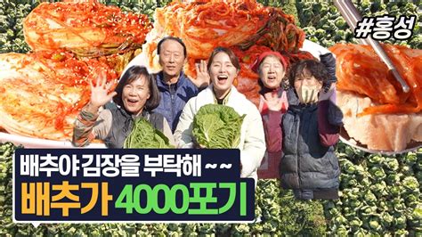 배추가 4000포기 다가온 김장철 김장 후 먹는 김치에 수육은 못 참지ㅣ여행가자 Youtube