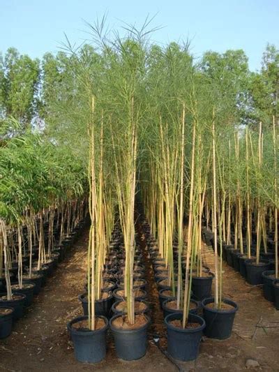 Parkinsonia Aculeata - Greencore Plants - Outdoor Plant Dubai