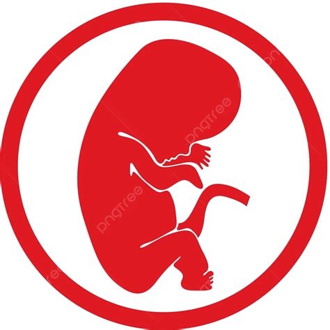 Fetus Vector Icon Isolated Embryo Unborn Mother Vector Embryo Unborn