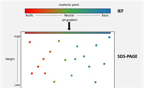 Two Dimensional Gel Electrophoresis Representation Of The Principles