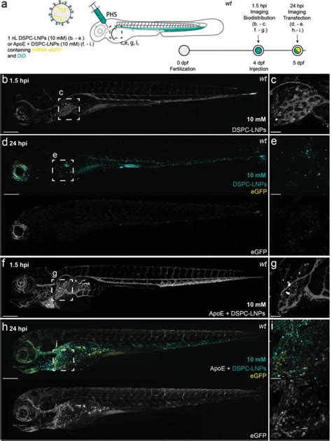 Dspclnp Biodistribution And Mrna Expression Within Fourday Old