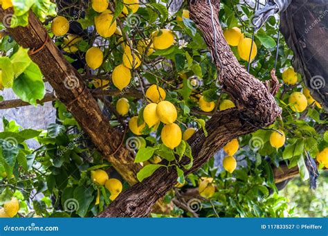 Limones Que Cuelgan En árbol De Limón En Un Jardín En La Costa De