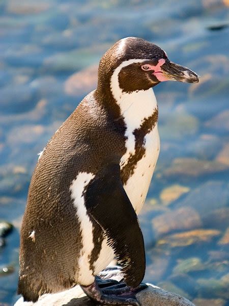 Islas Ballestas Y La Reserva Nacional De Paracas Banano Meridiano