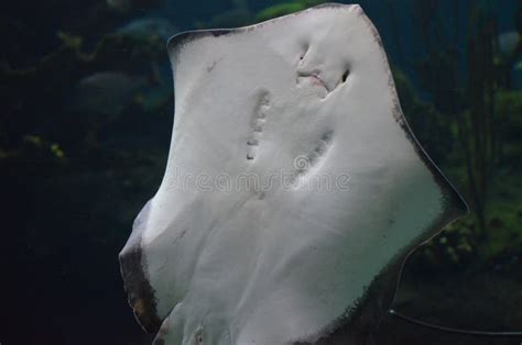 belly  underside   ray   ocean stock image image  marine