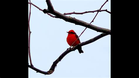 2021 01 27 Vermilion Scarlet Flycatcher Youtube