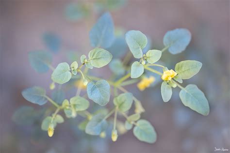 Mojave Desert Plants - Sarah Marino & Ron Coscorrosa