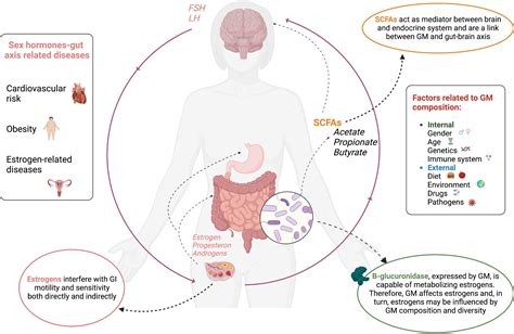 Frontiers Precocious Puberty And Microbiota The Role Of The Sex Hormone Gut Microbiome Axis