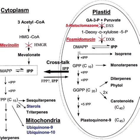 Scheme Showing The Compartmentation Of The Two Isoprenoid Biosynthesis