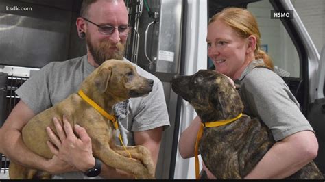 Mastiff Dogs Puppies Rescued From Unlicensed Missouri Breeder