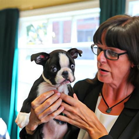 Boston Terrier Breeders: Finding Your Perfect Pup