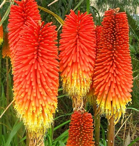 Kniphofia Uvaria Flowers Seeds from Ukraine 1130 | Etsy