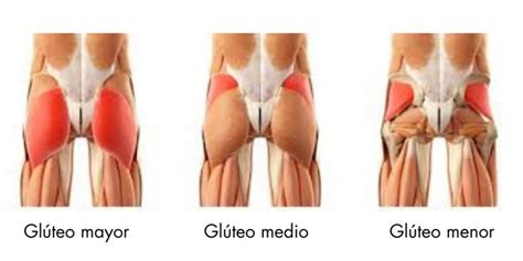 La importancia de trabajar el glúteo Ammma Donostia