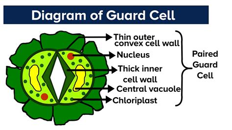 Describe the walls of guard cells.