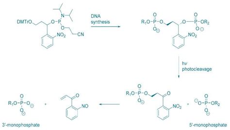 Photocleavable Modifications Lgc Biosearch Technologies