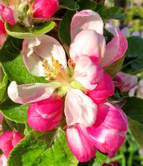 Malus Domestica Suckow Borkh Paradise Apple World Flora Pl