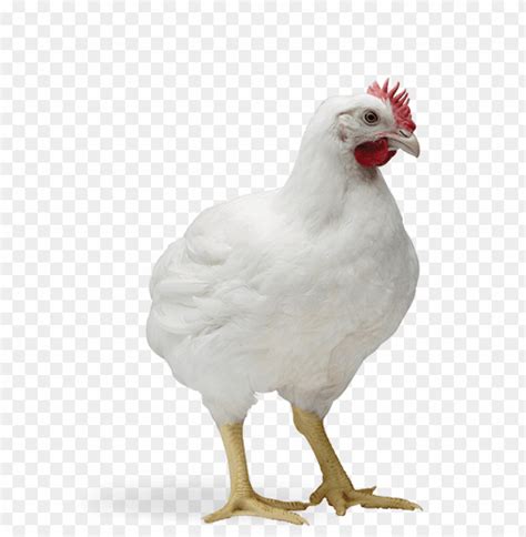 Broiler Chicken Png Png Image With Transparent Background Toppng