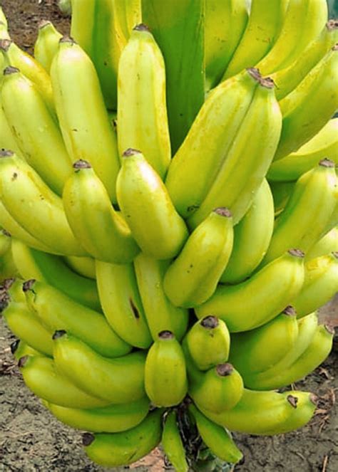 Banana Nanica Bananas Santa Lídia