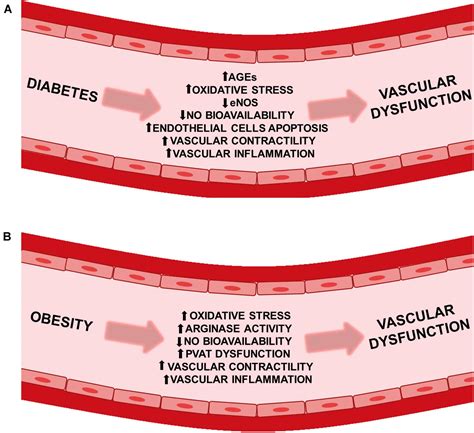 Frontiers Vascular Dysfunction In Diabetes And Obesity Focus On Trp