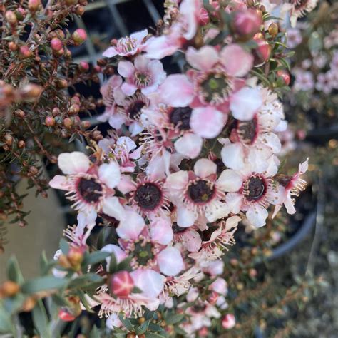 Leptospermum Nanum Kea Dwarf Manuka Tea Tree Lushingtons