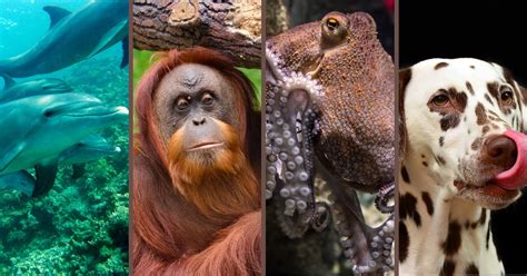 Qual É O Animal Mais Inteligente Do Mundo - Os 15 animais mais inteligentes do mundo: habilidades e curiosidades ...