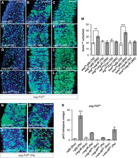 Epithelial Wg Is Dispensable For Homeostatic Self Renewal A L Esg Ts