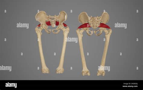 Anterior And Posterior View Of Piriformis Muscle Stock Photo Alamy