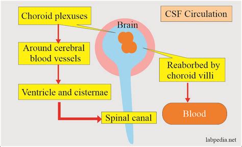 Cerebrospinal Fluid Analysis Part 1 Cerebrospinal Fluid Csf