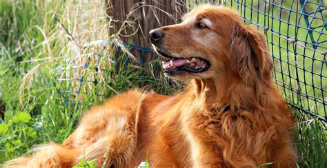 Golden Retriever Guide (Lifespan, Size & Characteristics)