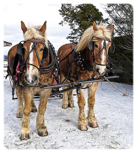 Horse Drawn Sleigh Photograph by Edward Fielding