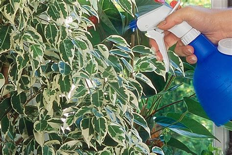 Comment Entretenir Un Ficus Arrosage Taille Rempotage