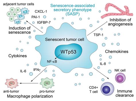 Biomolecules Free Full Text P53s Extended Reach The Mutant P53