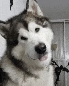 Siberian Husky Gif - IceGif