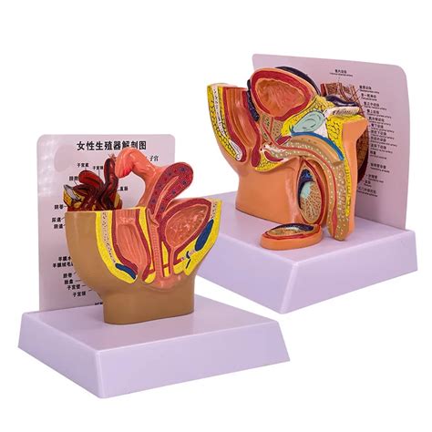 1 2 Male Pelvic Sagittal Section Anatomy Model Medical Science Male