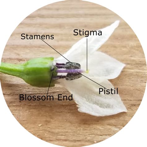 The Step By Step Guide In Pollinating Your Pepper Flowers