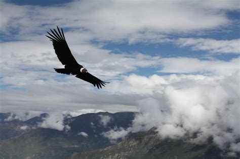 El cóndor de los andes, ave nacional