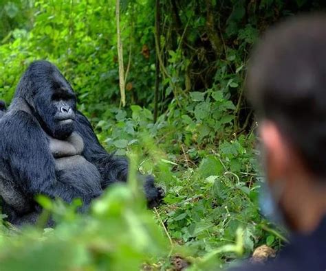 Bwindi Gorilla Habituation Safari 3 Days Gorilla Trekking Safari