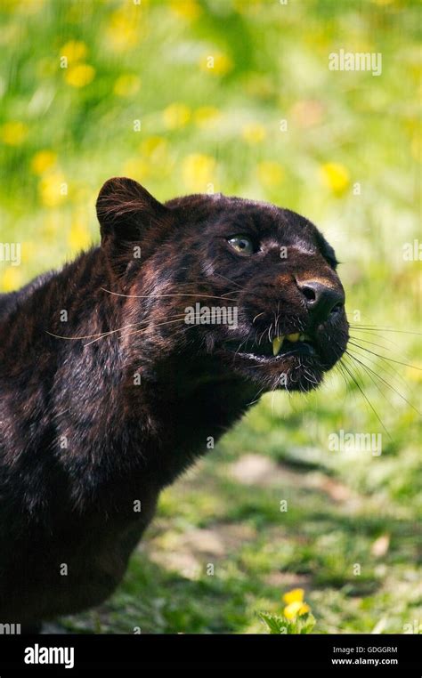 Black Leopard Or Black Panther Panthera Pardus Portrait Of Adult Stock