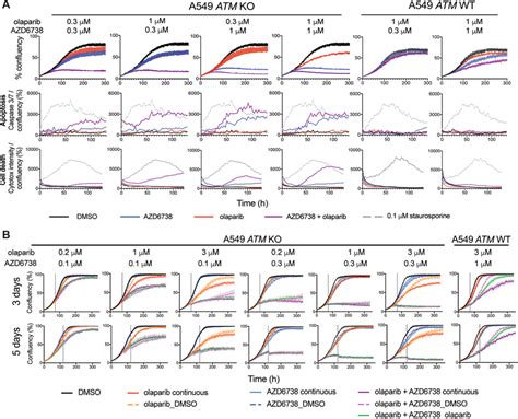 The Olaparib Azd Combination Is Still Selective For Atm Deficiency