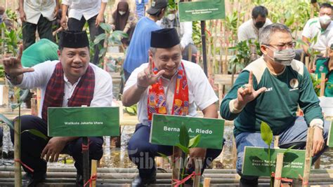 Apical Group Tanam Pohon Mangrove Sambut Hut Dki Jakarta Ke